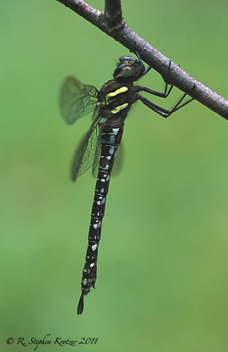 Aeshna umbrosa, female